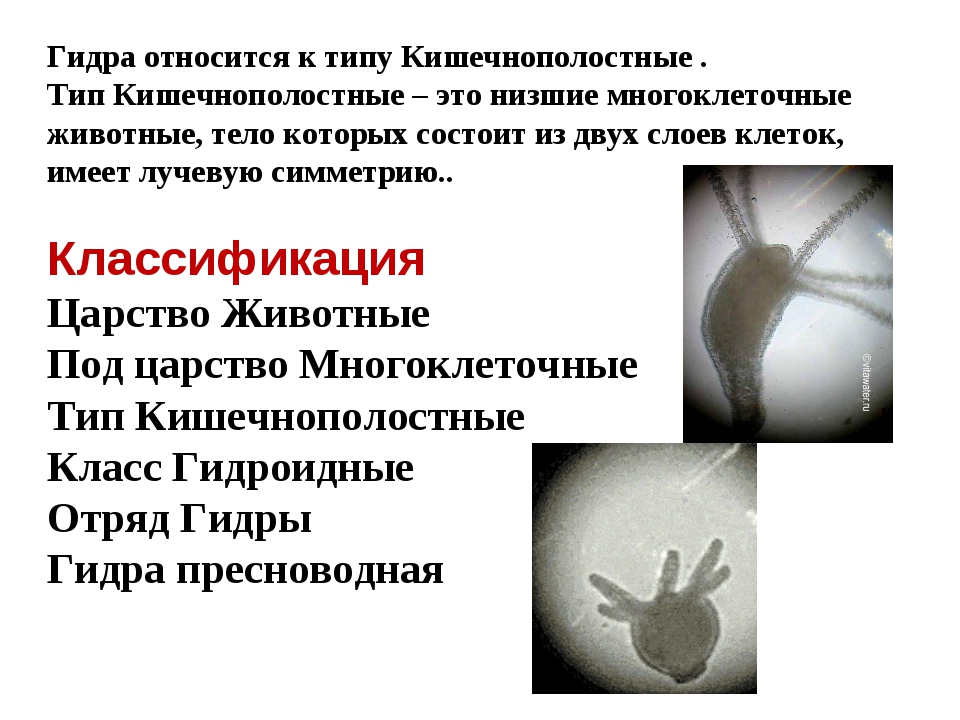 Кракен работает
